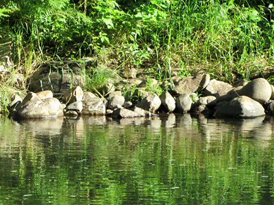 The East Fork